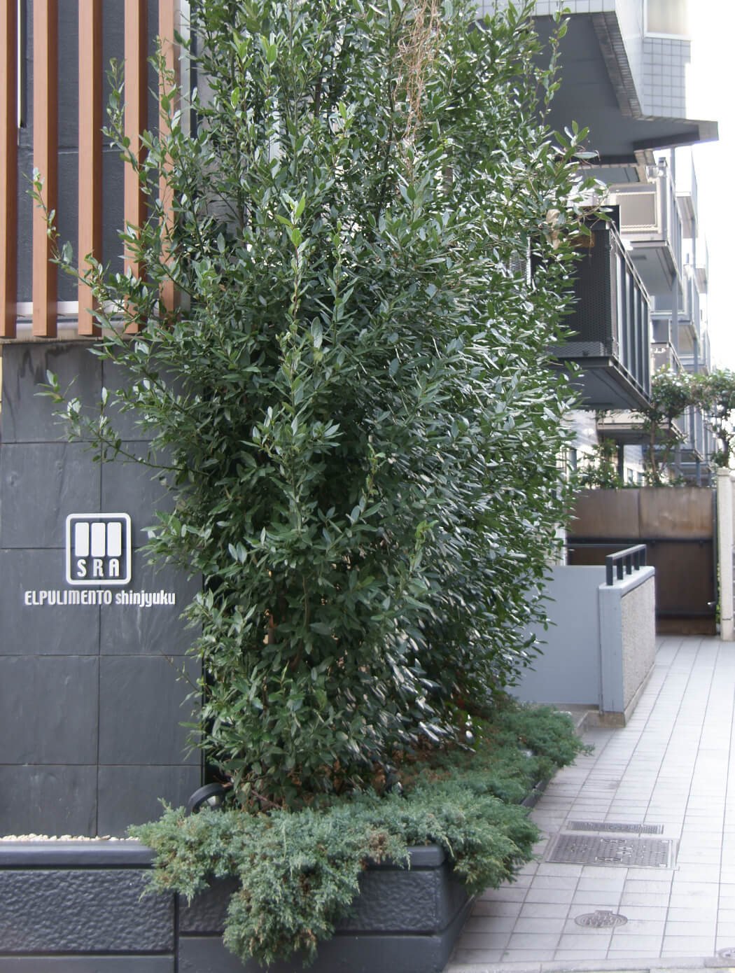 ELPULIMENTO shinjyuku